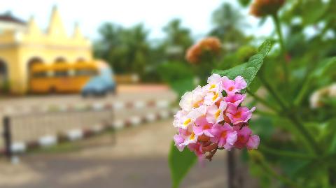 Goa Flowers - Download Goa Photos